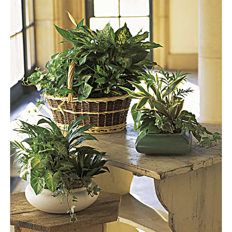 Medium Dish Garden - Image 2