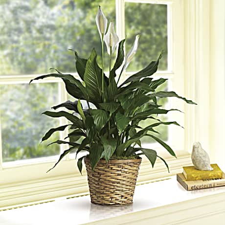 Simply Elegant Spathiphyllum - Medium - Image 2