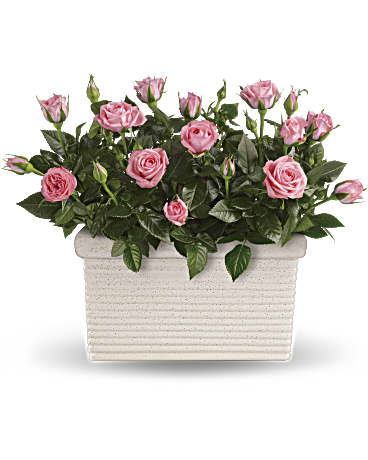 Rose Repose