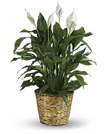 Simply Elegant Spathiphyllum - Large