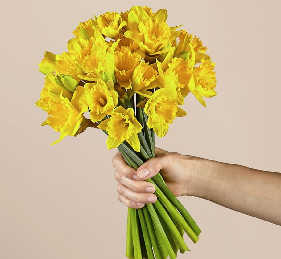 Yellow Gorgeous Daffodils
