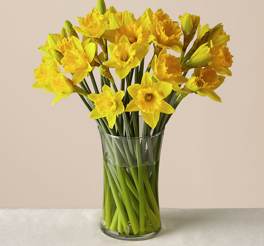 Yellow Gorgeous Daffodils - Image 2