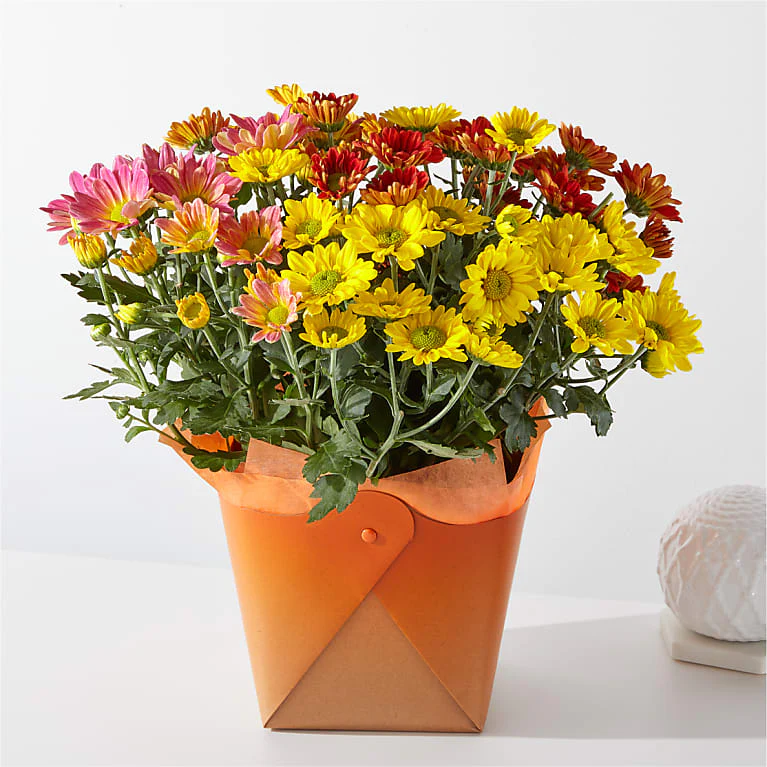 Tri-color Mum Plant