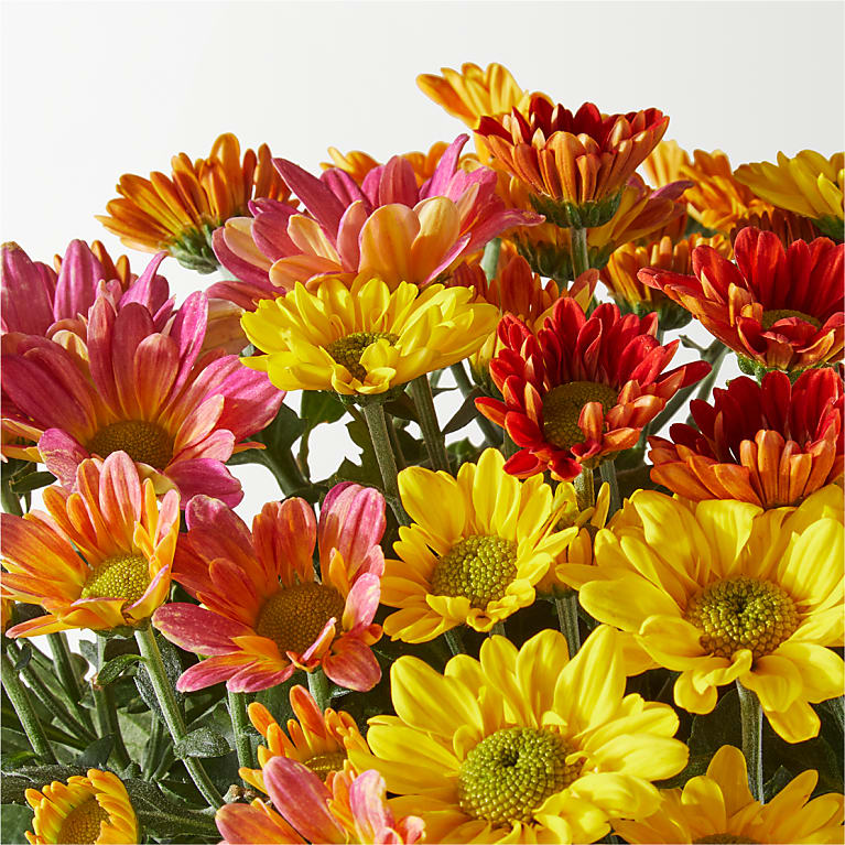 Tri-color Mum Plant - Image 2
