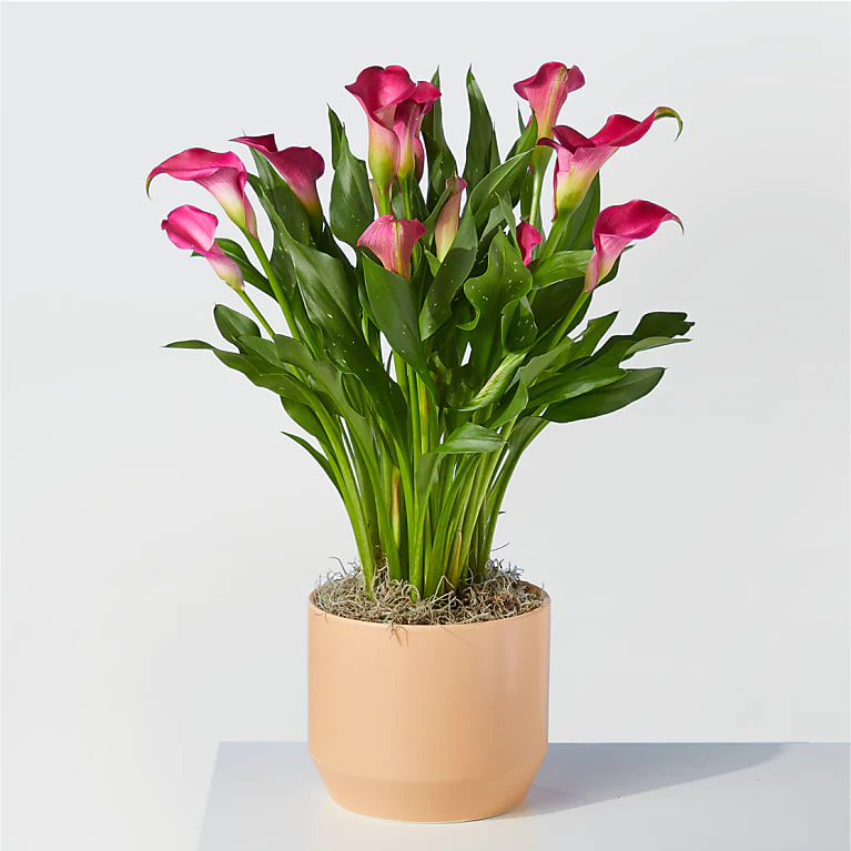 My Darling Pink Calla Lily Plant