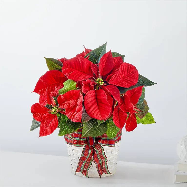 Happiest Holidays Poinsettia - Image 2